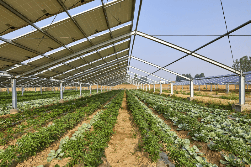 営農型太陽光発電